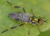 Chorisops sp.